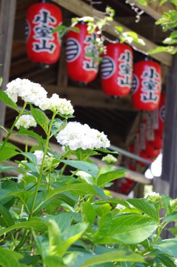 徳栄山妙法寺のあじさい3