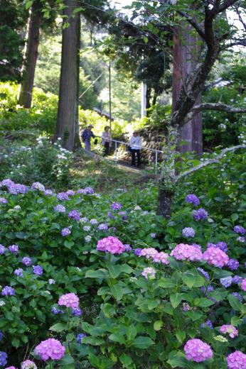 徳栄山妙法寺のあじさい4