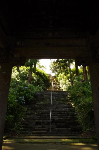 徳栄山妙法寺のあじさい5