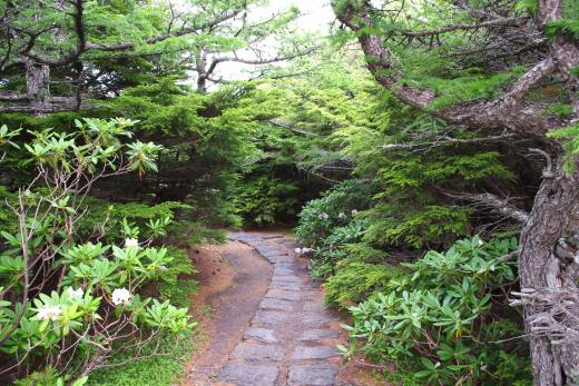 御庭・奥庭・御中道のシャクナゲ7