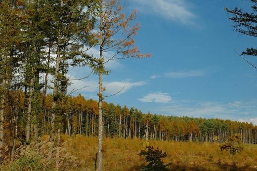 八ヶ岳高原のカラマツ林 富士の国やまなし観光ネット 山梨県公式観光情報