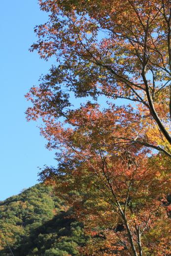 芦川渓谷の紅葉1