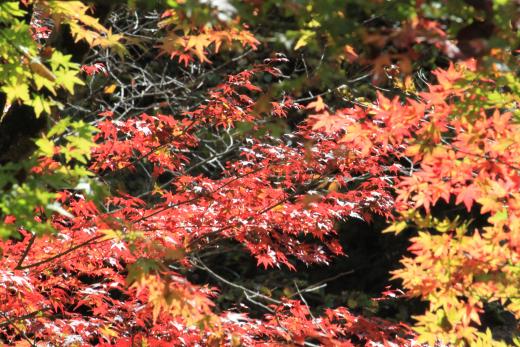 芦川渓谷の紅葉2