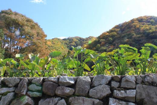 芦川渓谷の紅葉3