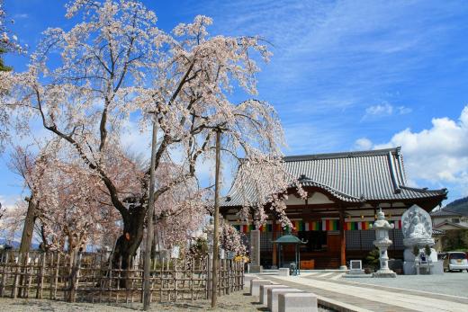 宝寿院の桜6