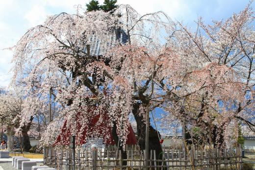 宝寿院の桜7
