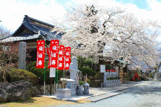 宝寿院の桜8