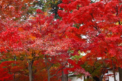 八田家書院の紅葉2