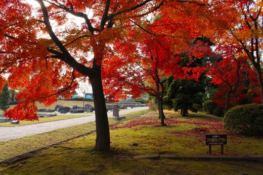 八田家書院の紅葉4