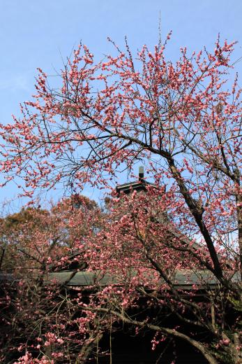 浅間神社7