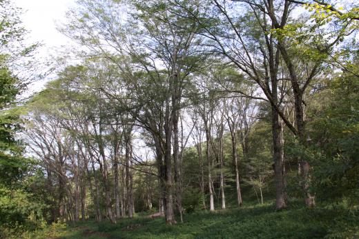 稲山ケヤキの森1