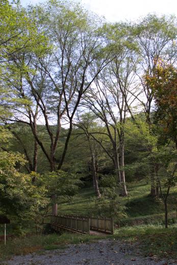 稲山ケヤキの森2