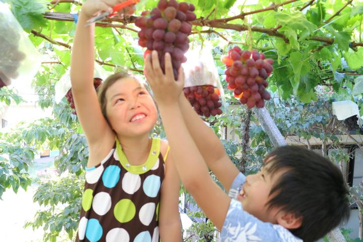 コロナ対策OK！ぶどう農園_みはらしの千果園