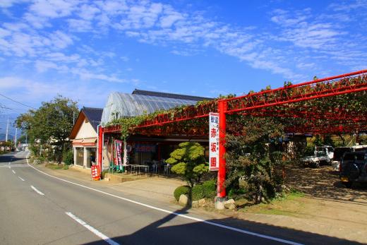 コロナ対策OK！ぶどう農園_赤坂園