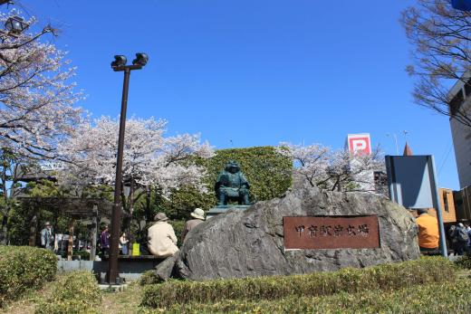 武田信玄公像の桜3