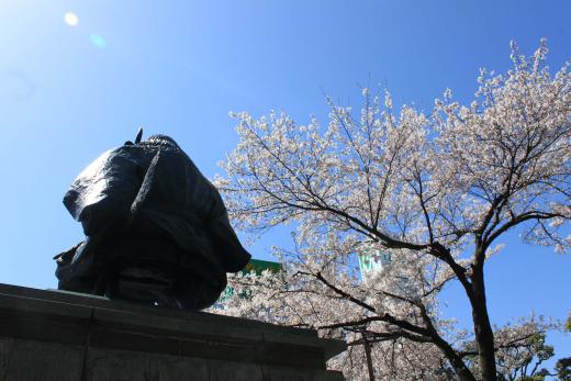 武田信玄公像の桜4