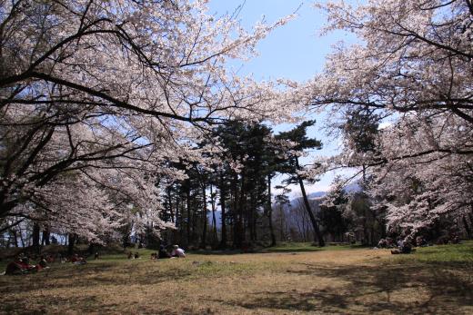 新府城跡の桜1