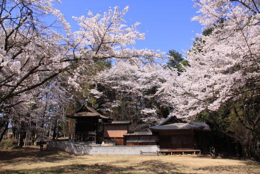 新府城跡の桜2