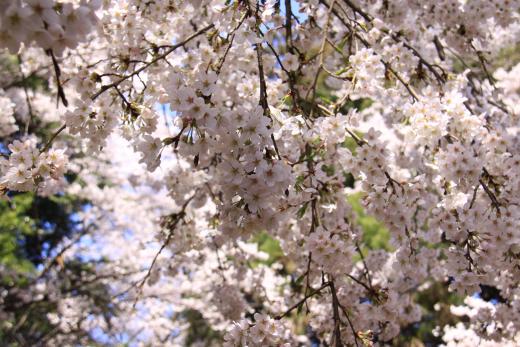 新府城跡の桜3