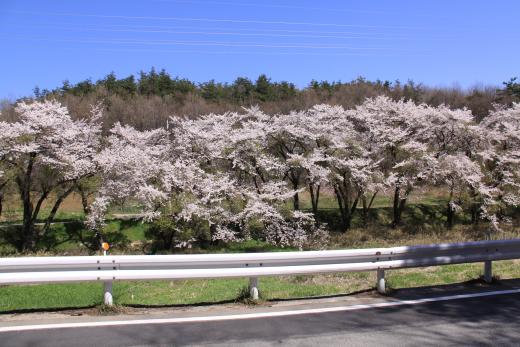 新府城跡の桜4