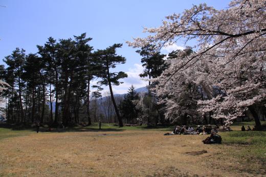 新府城跡の桜5