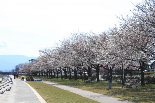 笛吹川の桜並木1