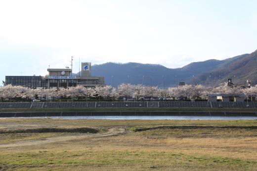 笛吹川の桜並木2