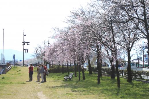 笛吹川の桜並木3