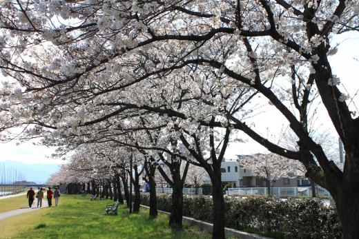 笛吹川の桜並木5