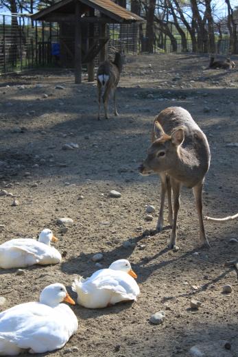 万力公園ふれあい動物広場3