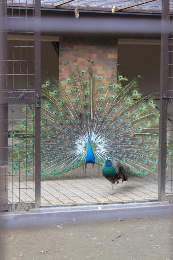 万力公園ふれあい動物広場7