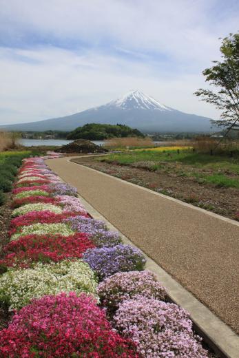 大石公園の花街道1