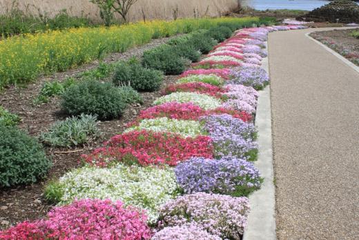 大石公園の花街道4