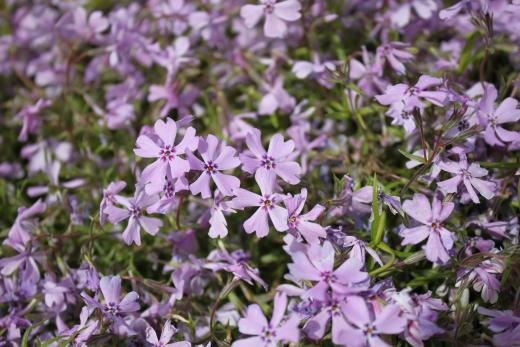 大石公園の花街道5