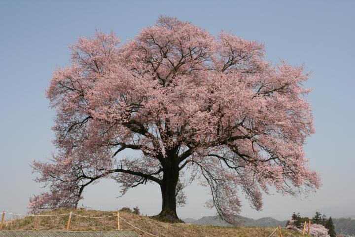 わに塚の桜 富士の国やまなし観光ネット 山梨県公式観光情報