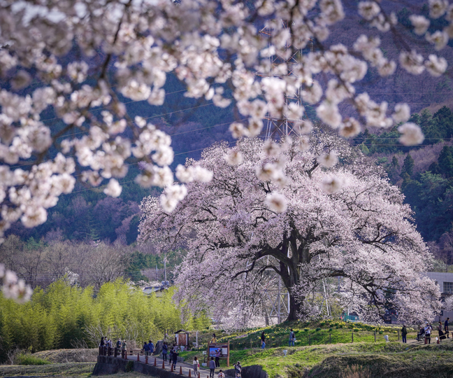 わに塚の桜 富士の国やまなし観光ネット 山梨県公式観光情報