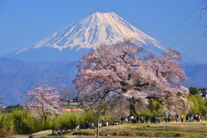 わ に 塚 の サクラ 4 月 5 日