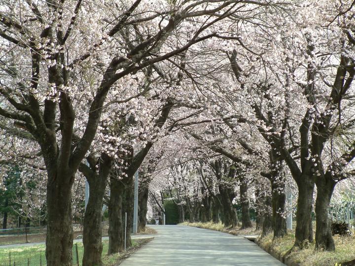 眞原桜並木 富士の国やまなし観光ネット 山梨県公式観光情報