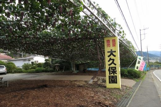 コロナ対策OK！ぶどう農園_大久保園