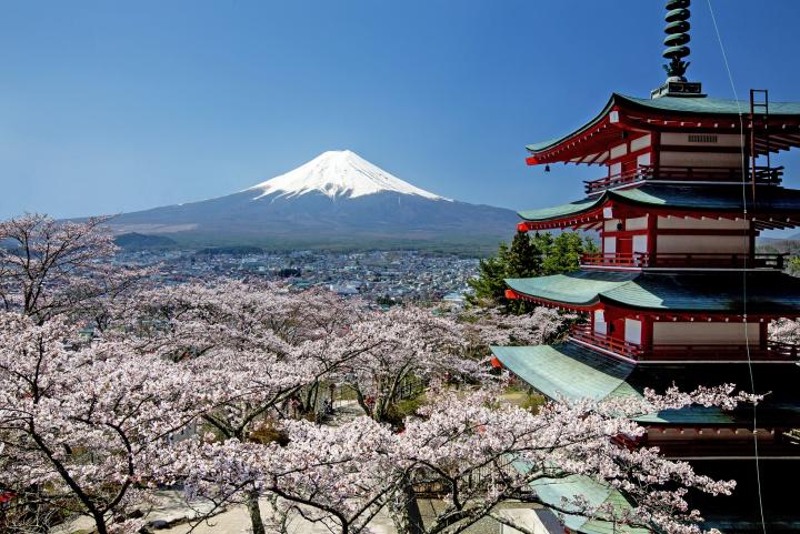 富士山と桜 新倉山浅間公園