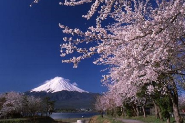 富士山と桜 河口湖円形ホール
