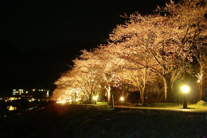 夜桜ライトアップ 河口湖円形ホール