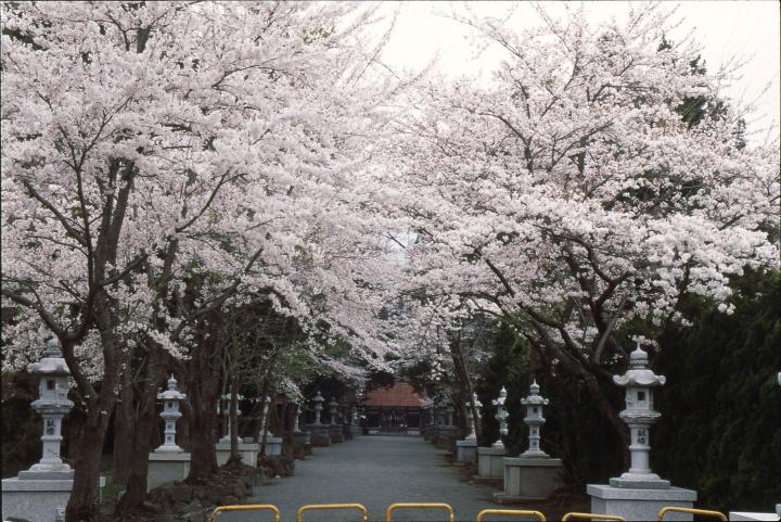 桜