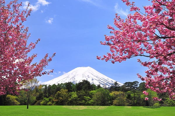 富士山と桜 富士パインズパーク