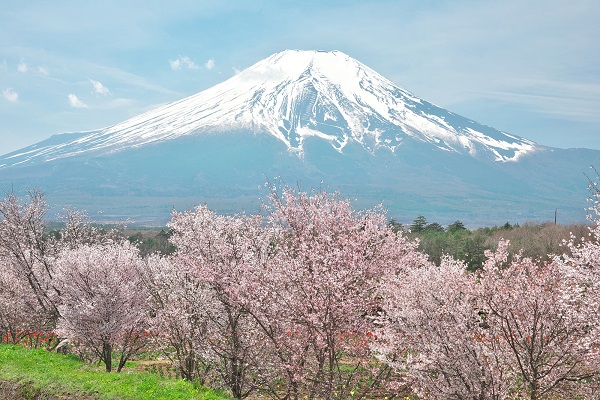 富士山と桜 山中湖花の都公園