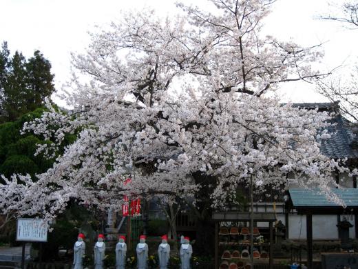 宝寿院の桜2