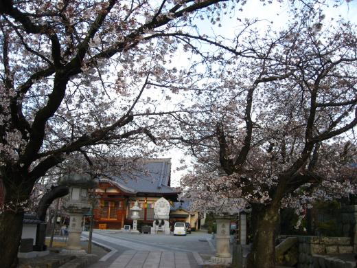 宝寿院の桜3