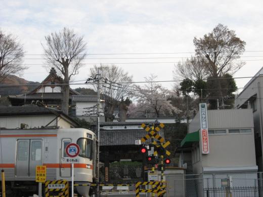 宝寿院の桜5