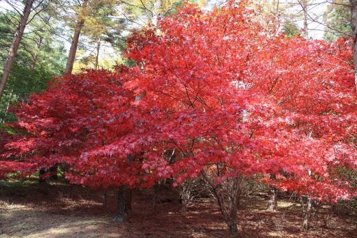 憩いの森　紅葉