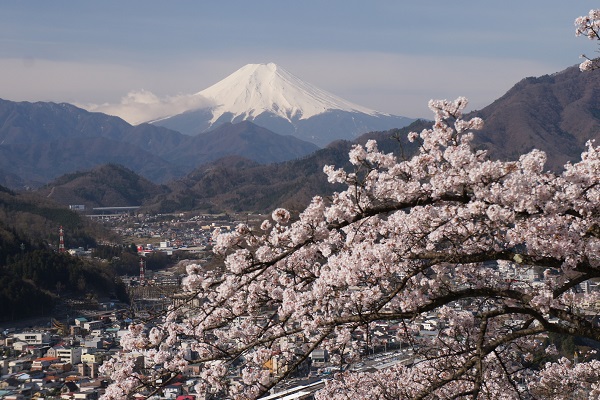 富士山と桜 岩殿山